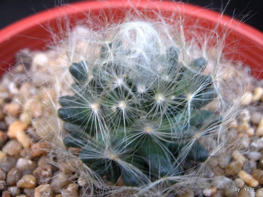 IMG_0066.JPG