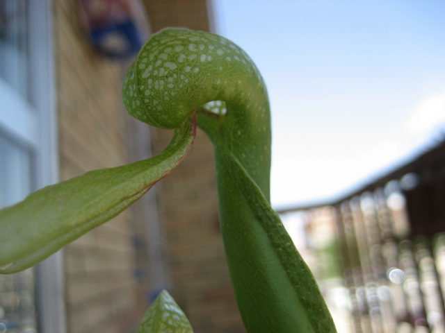IMG_0075%7E0.JPG