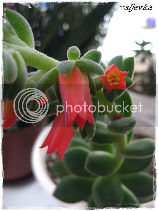 IMG_0148_zpsc07cc4f3.jpg