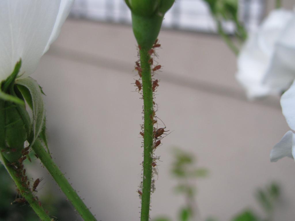 IMG_0171.jpg