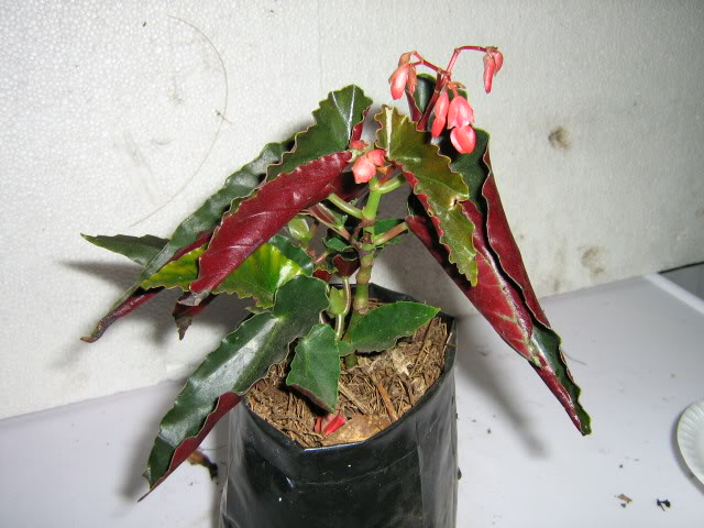 IMG_0225.jpg