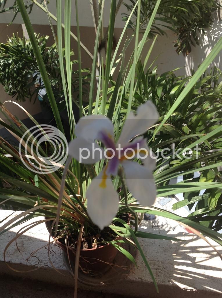 IMG_0266_zpsaef38d86.jpg