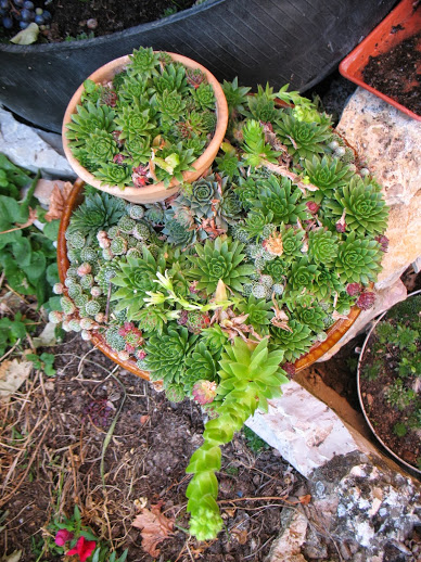 IMG_0337.JPG