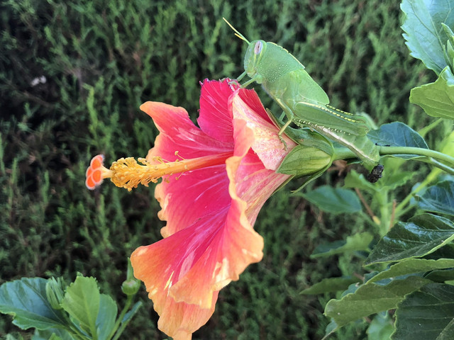 IMG_0337.jpg