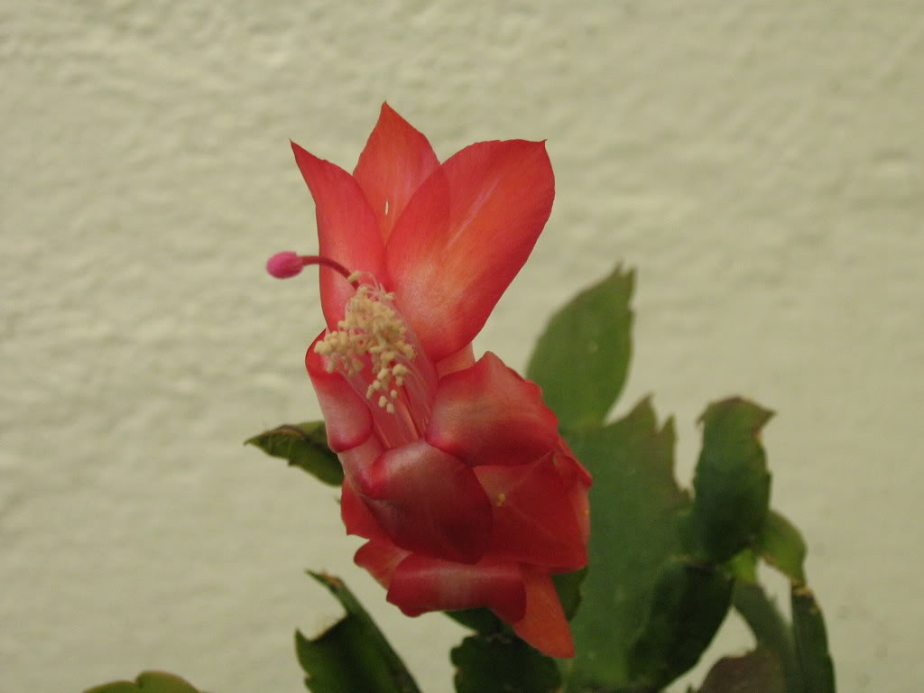 IMG_0347.jpg