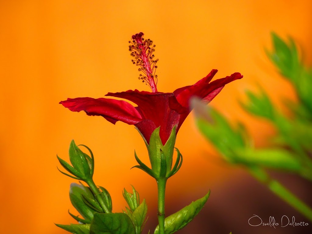 IMG_0368_O.JPG