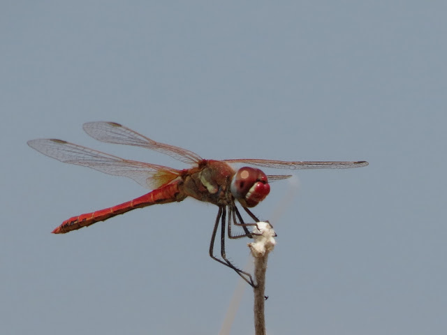 IMG_0385.JPG