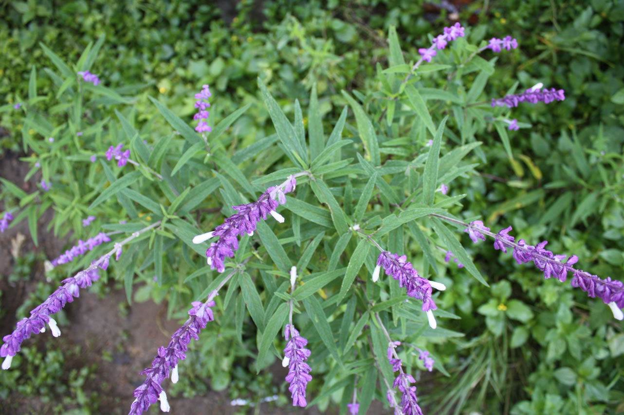 IMG_0399.jpg
