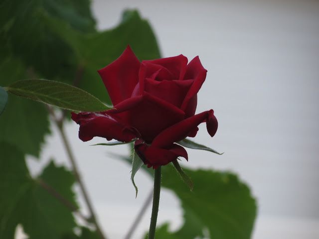 IMG_0627.JPG