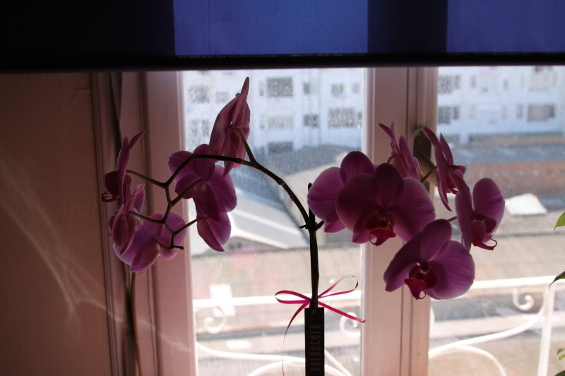 IMG_0766_redimensionar.jpg