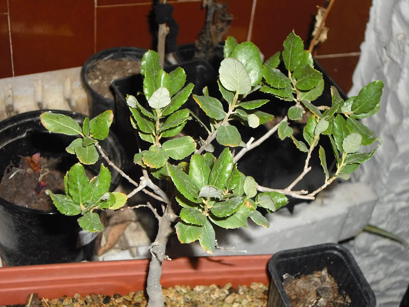 IMG_0795.jpg