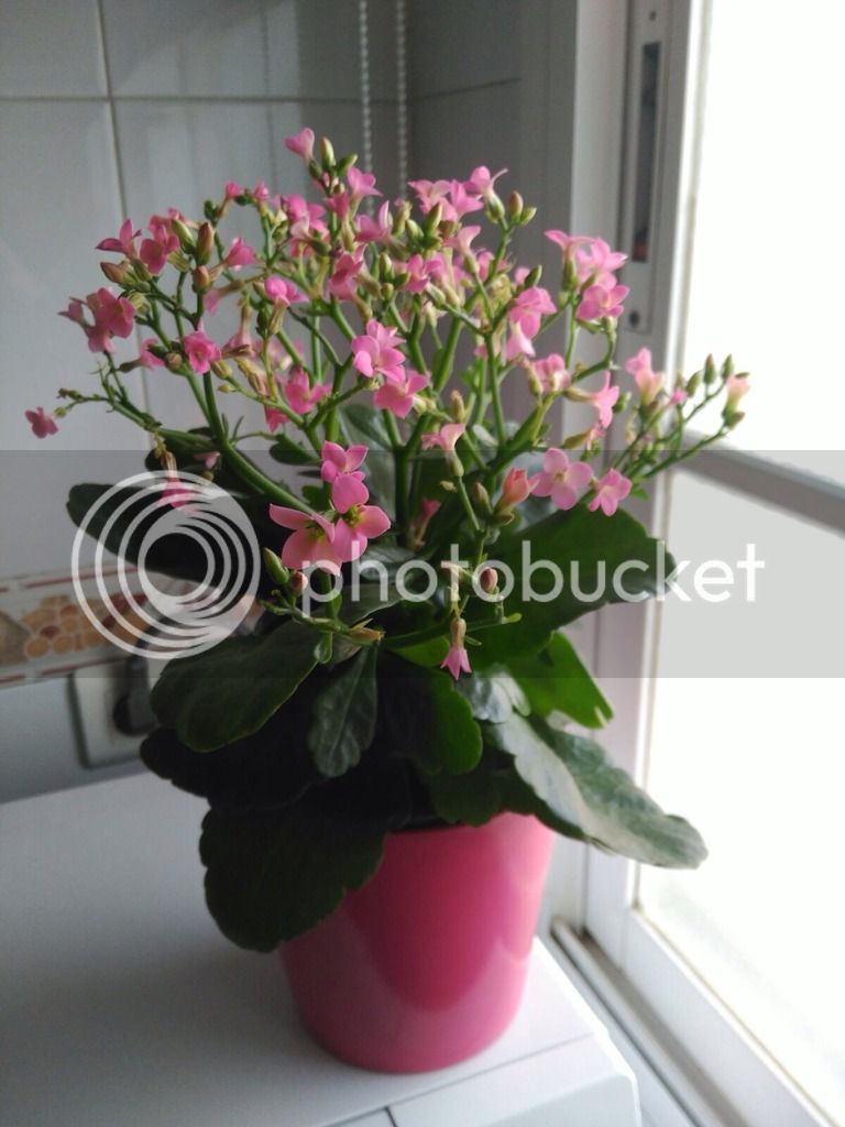 IMG_0845_zps9cs9q4dd.jpg