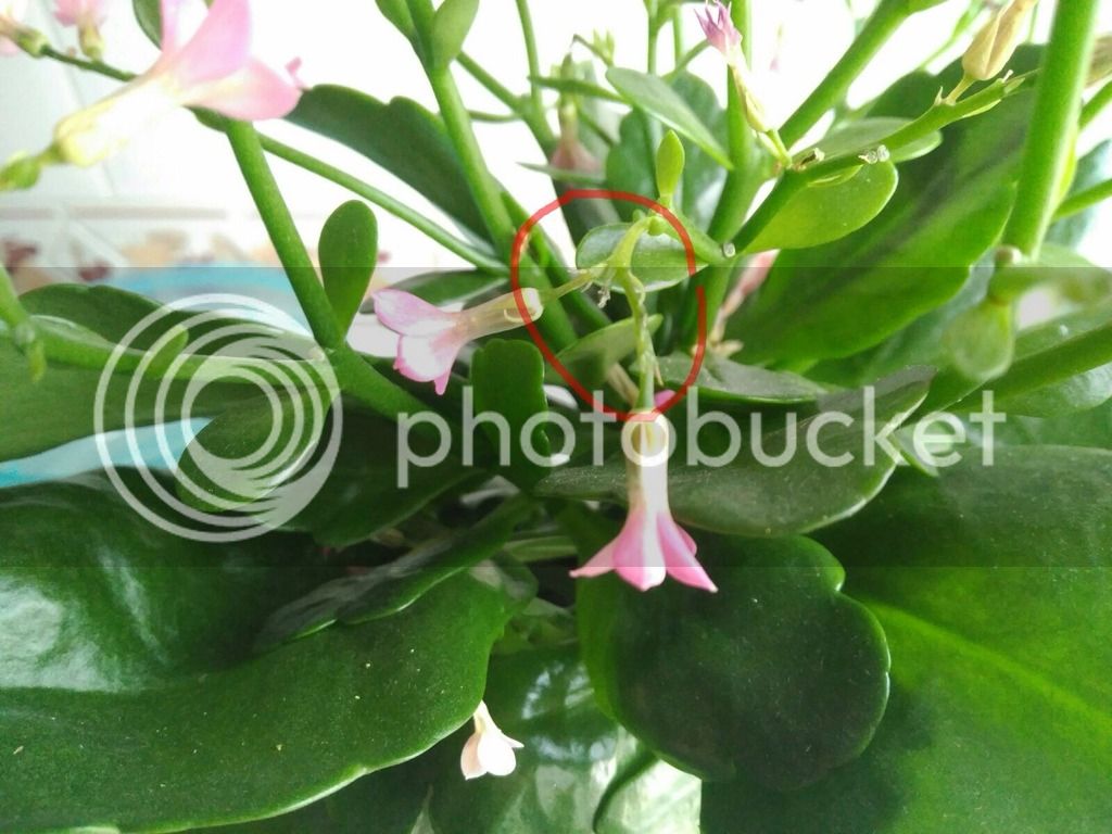 IMG_0846_zpsvaxfv1a6.jpg