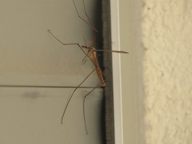 IMG_0882.JPG