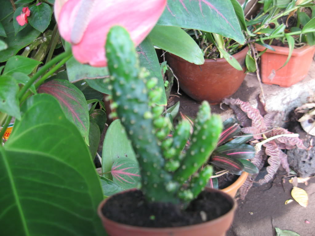 IMG_0885.jpg