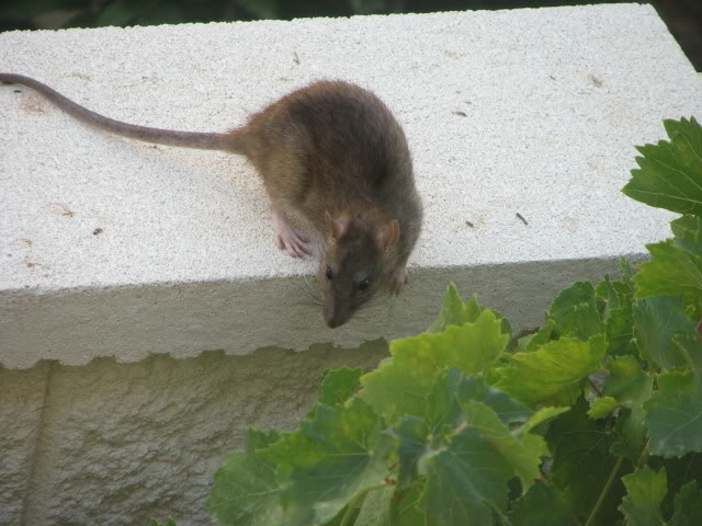IMG_0906.jpg