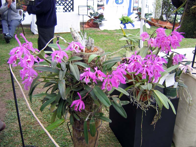 IMG_1077.jpg