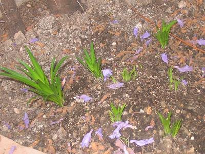 IMG_1234.JPG