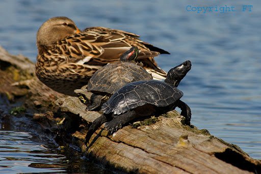 IMG_1250turtlesnduck%252520copy.jpg
