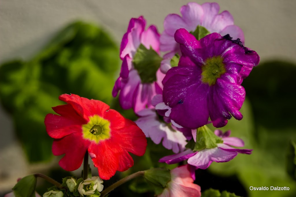 IMG_1286_L.jpg