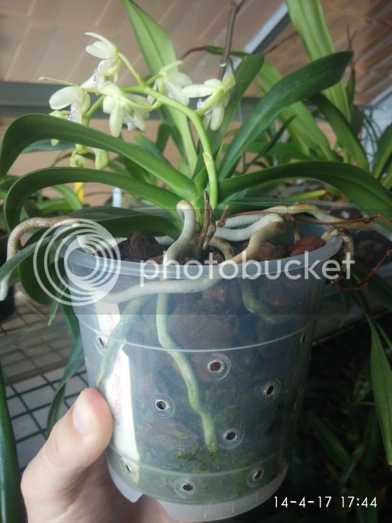 IMG_14042017_174413_zpszaidksmu.jpg