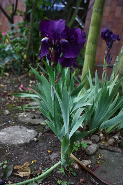 IMG_1484_1.jpg