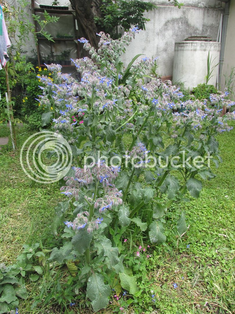 IMG_1484_zpsl83m5nfe.jpg