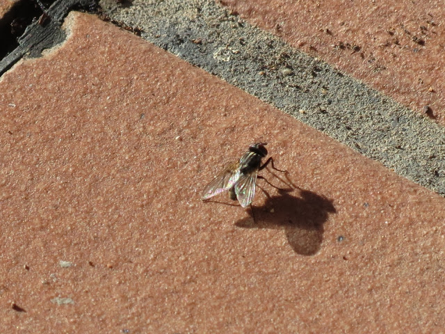IMG_1485.JPG