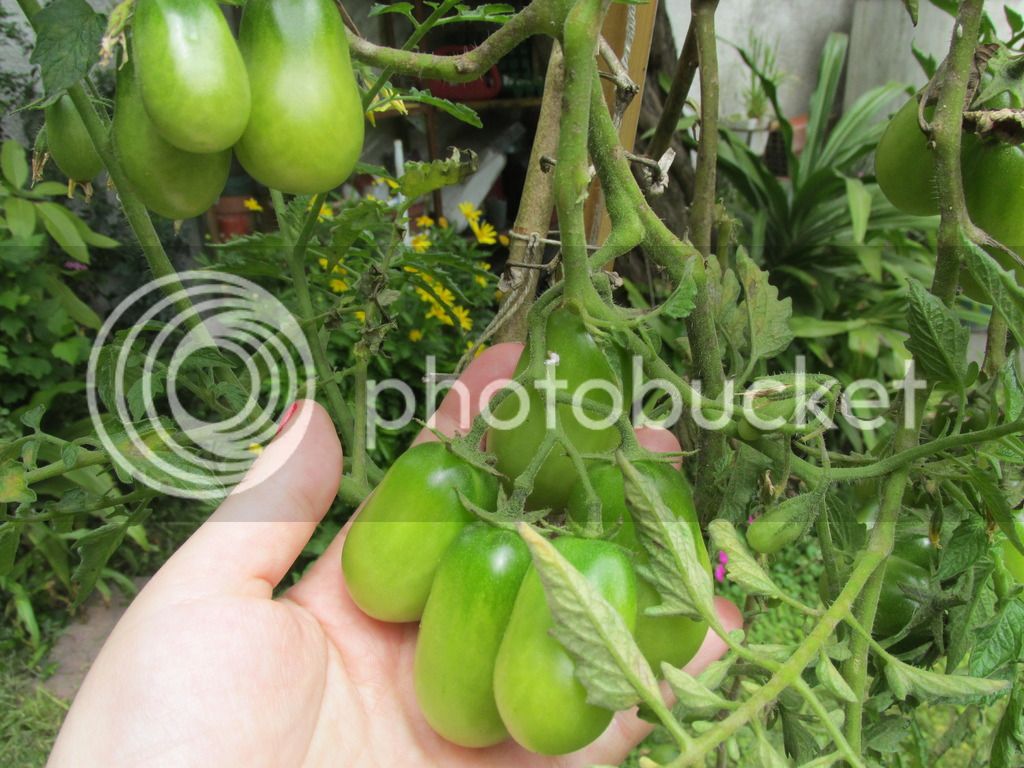 IMG_1488_zpsxsrbof2w.jpg