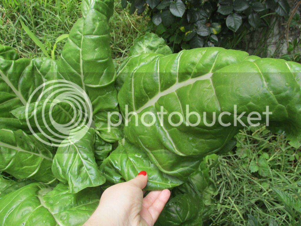 IMG_1490_zpsntq078ws.jpg
