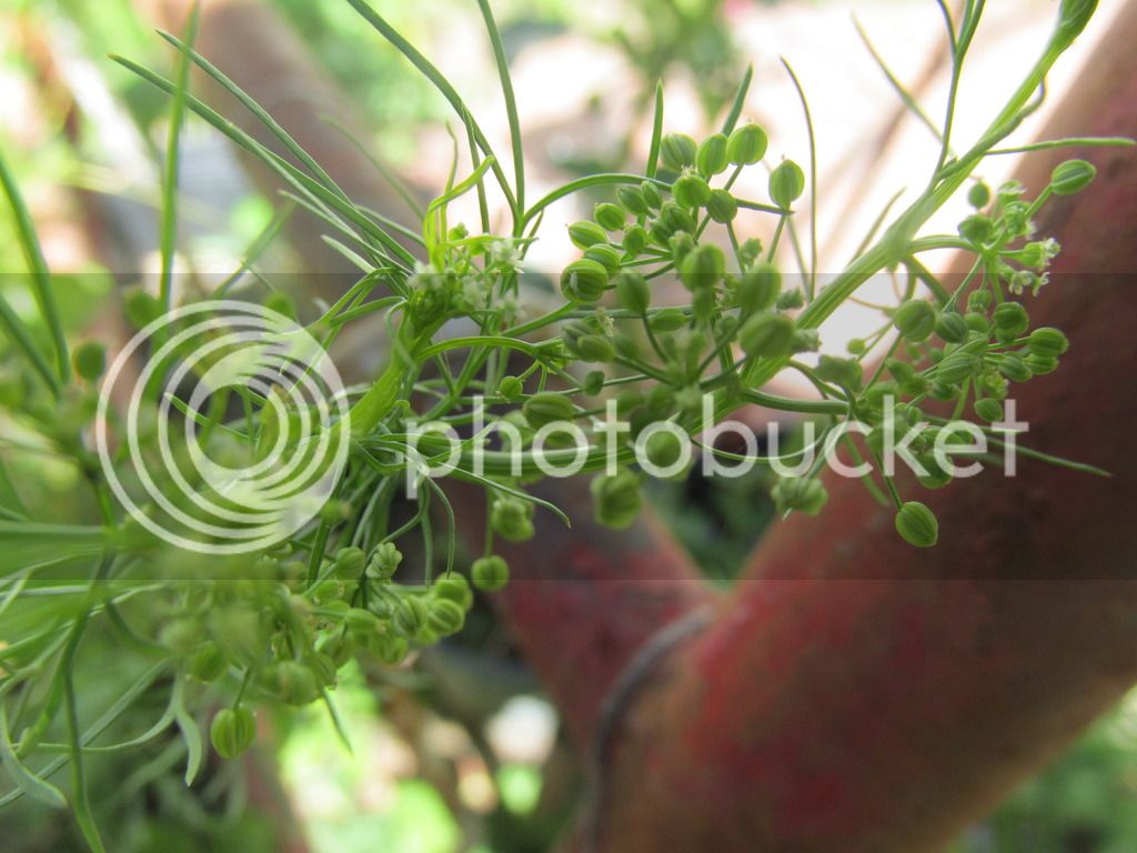IMG_1516_zpsm4kt95ic.jpg