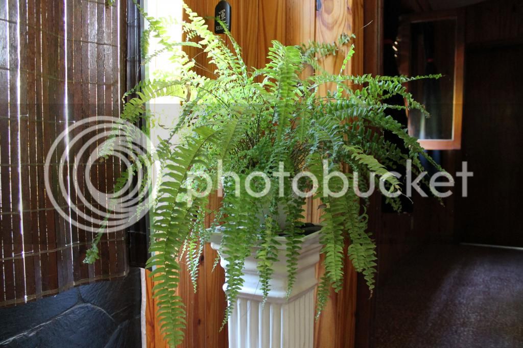 IMG_1517_2_zpsb8ebd166.jpg