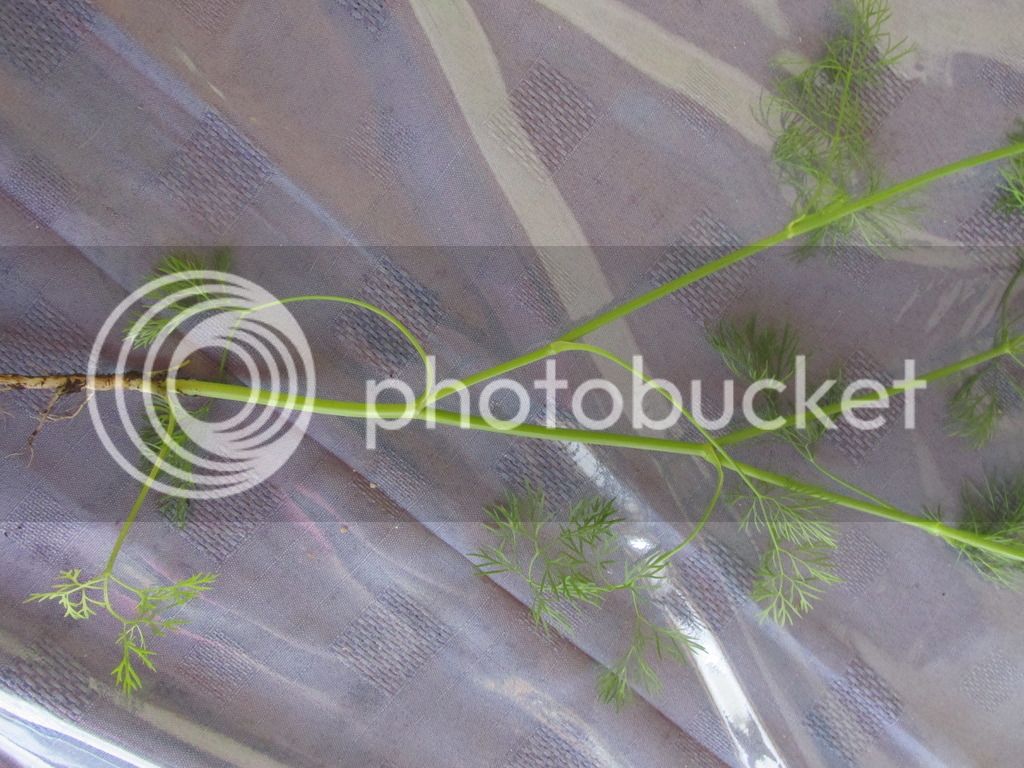 IMG_1524_zpskllridrw.jpg