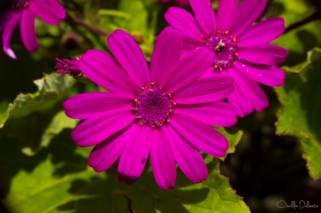 IMG_1607_O.jpg