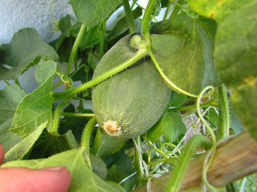 IMG_1665.JPG