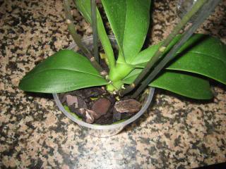 IMG_1705.jpg