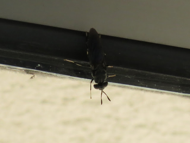 IMG_1729.JPG