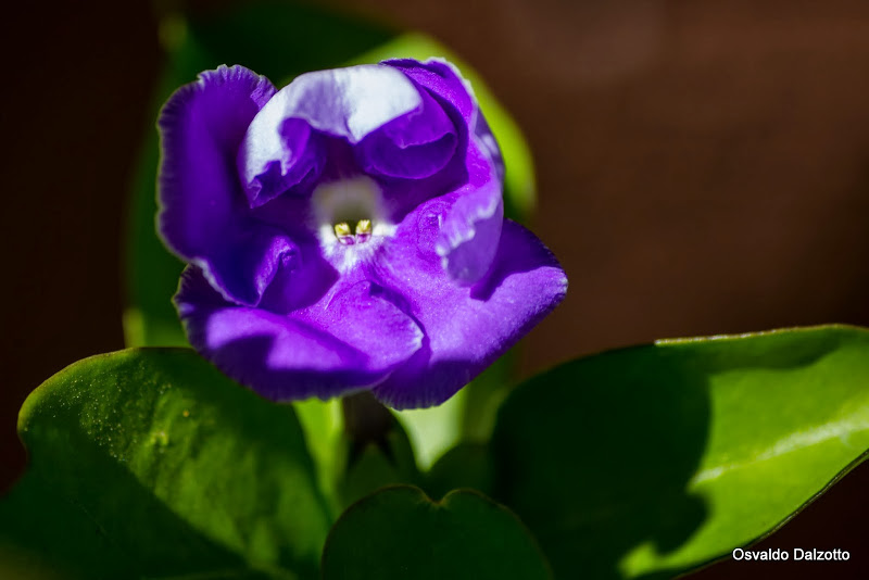 IMG_1766_L.jpg