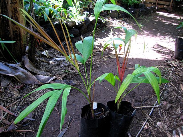 IMG_17741.jpg