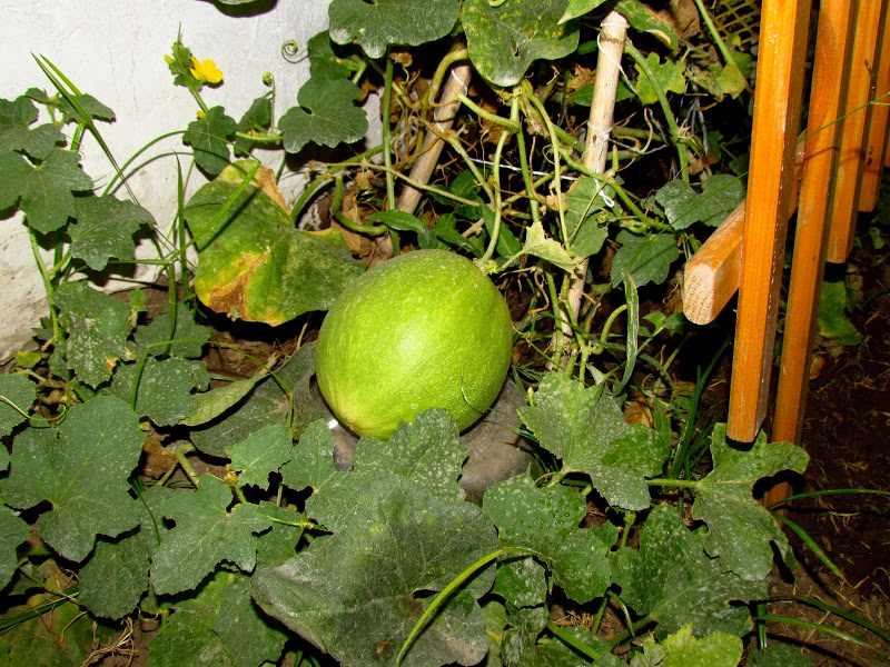 IMG_1784.JPG