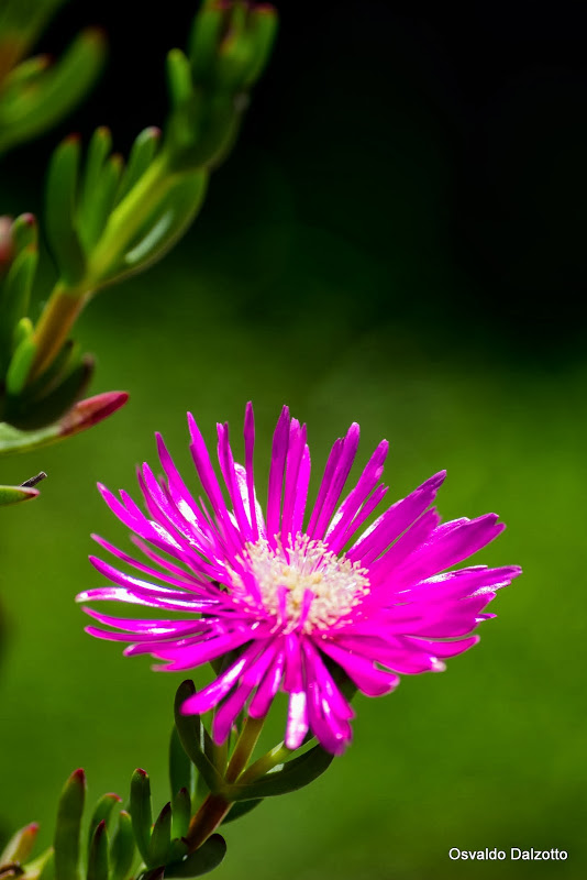 IMG_1813_L.jpg