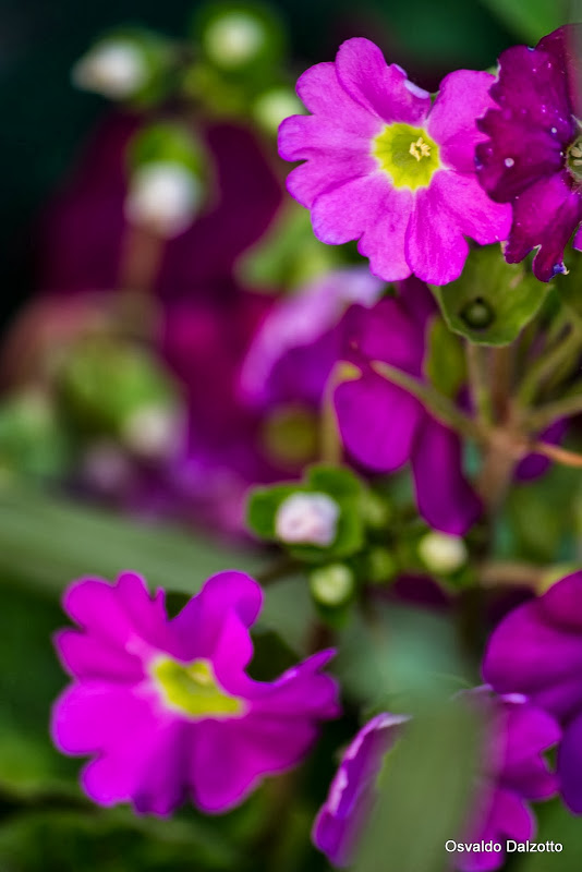 IMG_1831_L.jpg