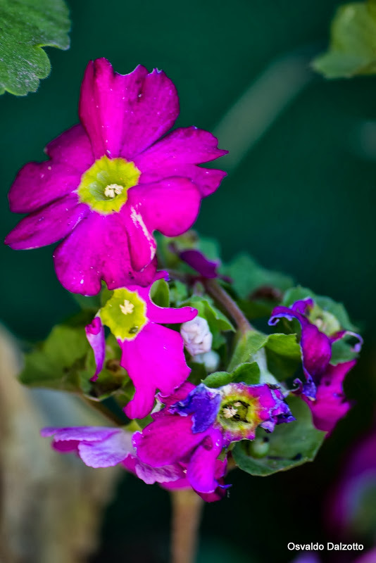 IMG_1833_L.jpg