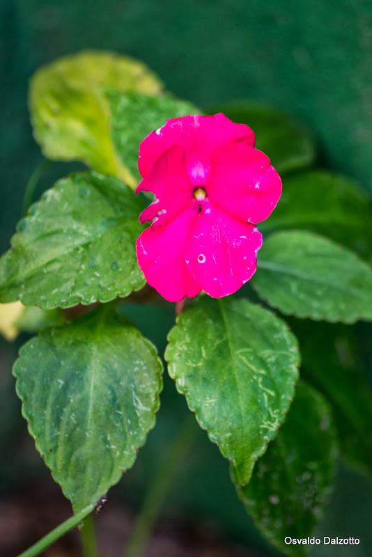 IMG_1834_L.jpg