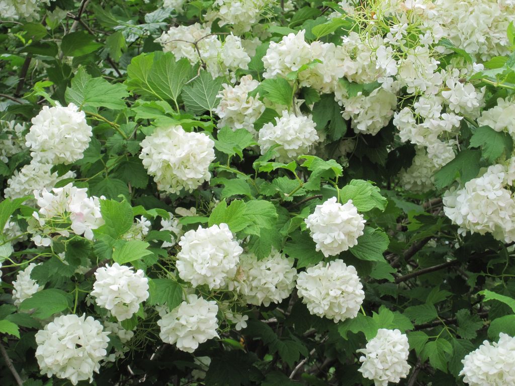 IMG_1898+-+Parc+Cervantes+–+Viburnum+opulus+%5B1280x768%5D.JPG