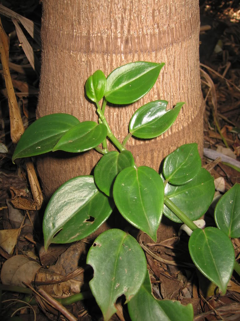 IMG_1900.jpg