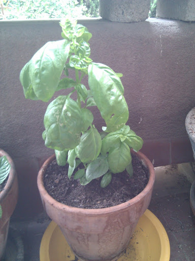 IMG_20110608_162002.jpg