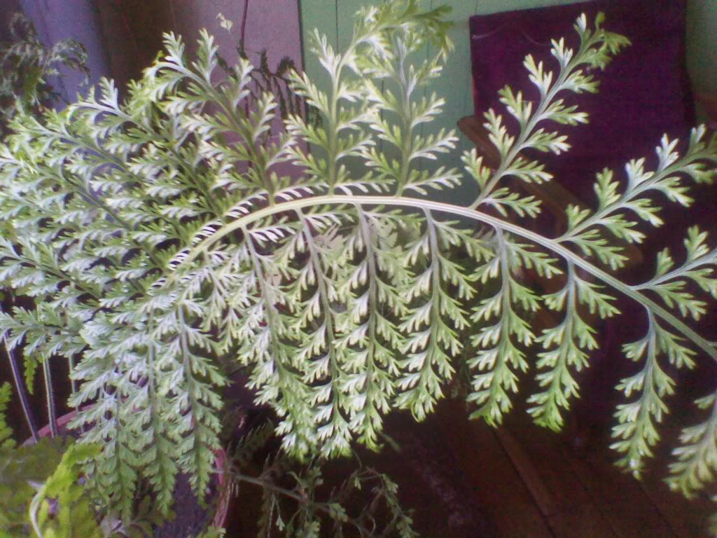 IMG_20111025_143058.jpg