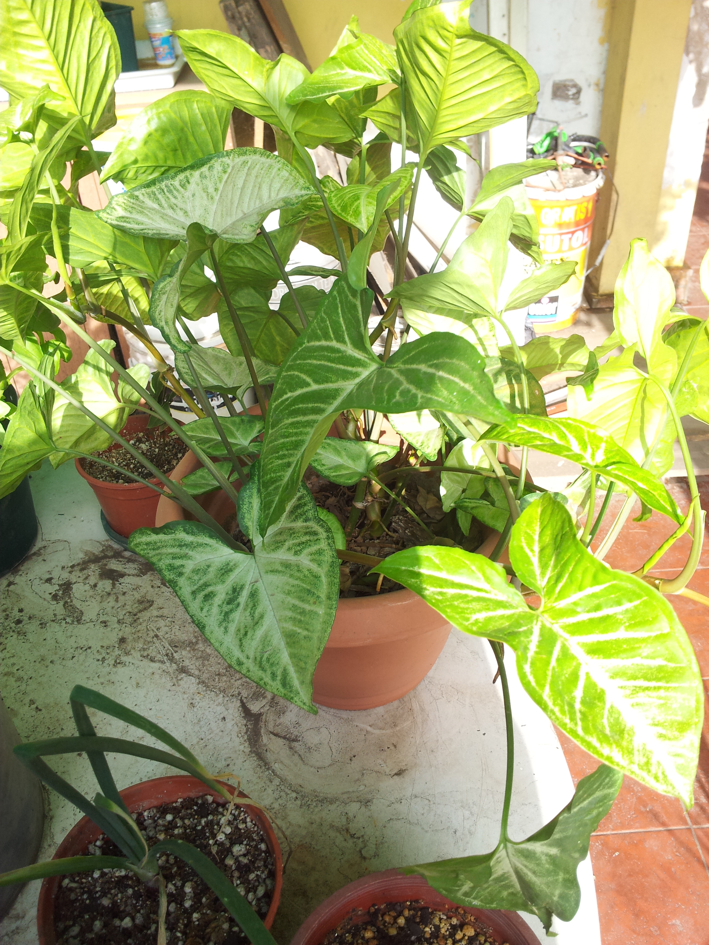 IMG_20120410_095406.jpg