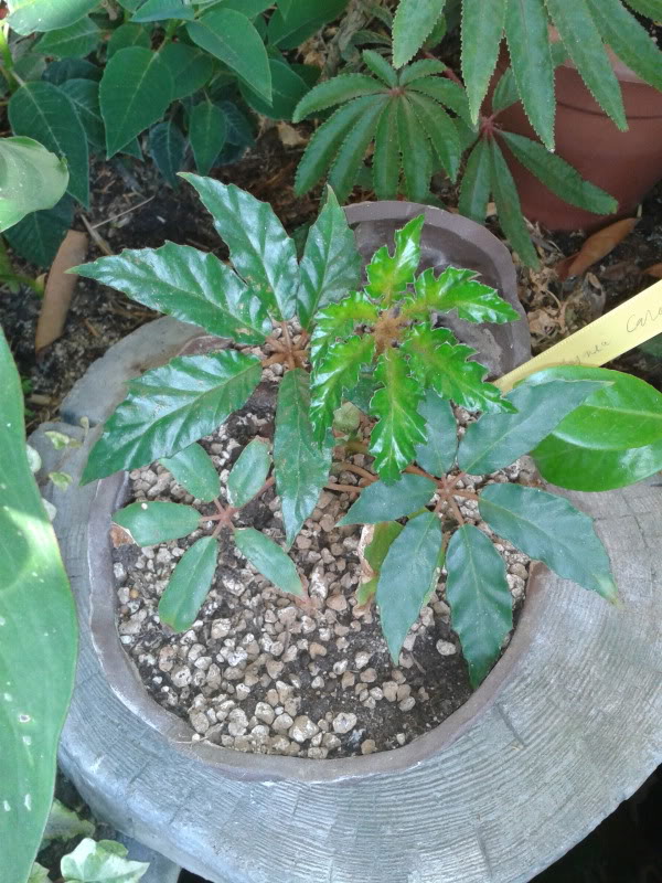 IMG_20120606_082649.jpg